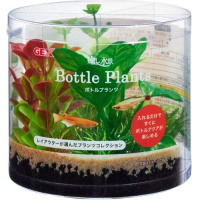 癒し水景 ボトルプランツ アヌビアス