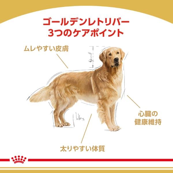 Amazon.co.jp: ロイヤルカナン BHN ゴールデンレトリバー 成犬