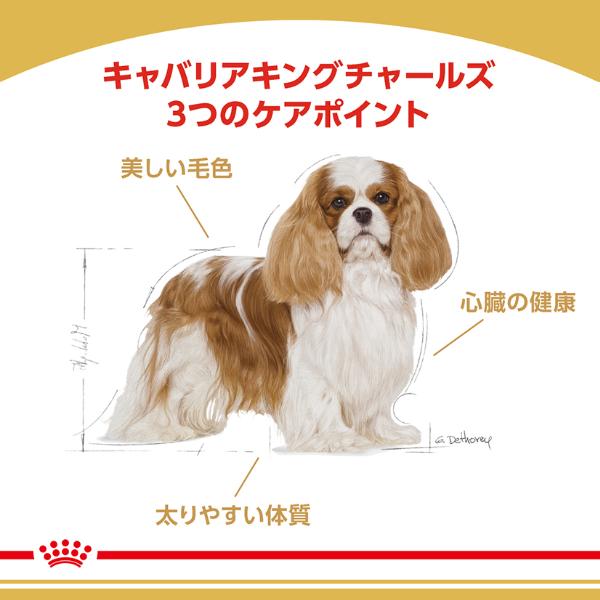 ロイヤルカナン ブリード ヘルス ニュートリション キャバリア キング