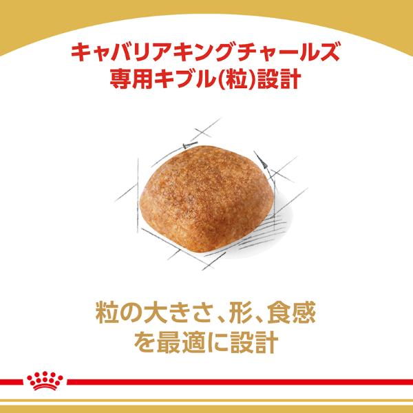 ロイヤルカナン ブリード ヘルス ニュートリション キャバリア キング