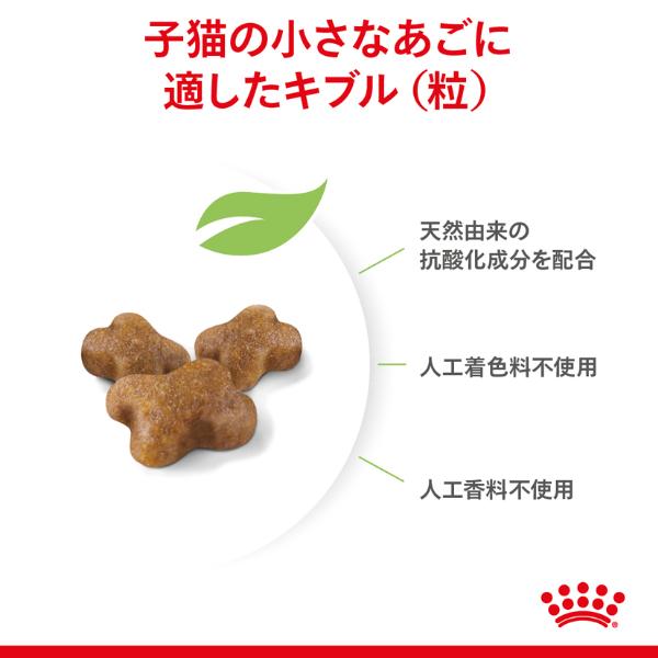 ロイヤルカナン　爆走猫娘 マイ ロイヤルカナン公式通販（総合栄養食） - ROYAL CANIN
