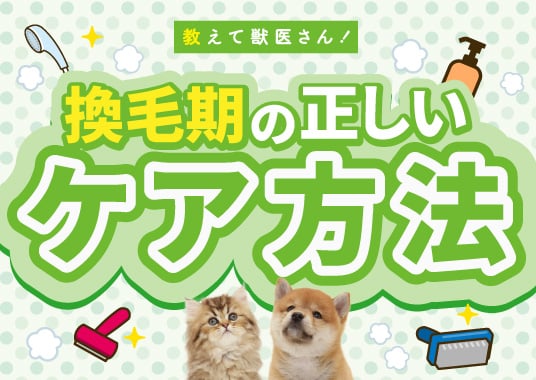 教えて獣医さん！換毛期の正しいケア方法