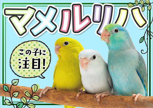 この子に注目！マメルリハ