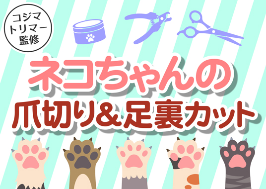ネコちゃんの 爪切り＆足裏カット
