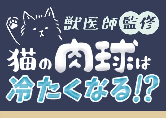 猫の肉球は冷たくなる！？