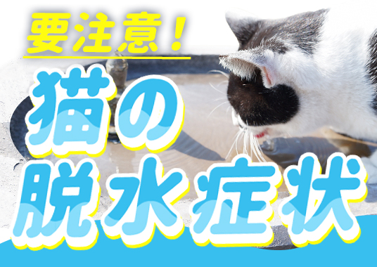 猫の脱水症状
