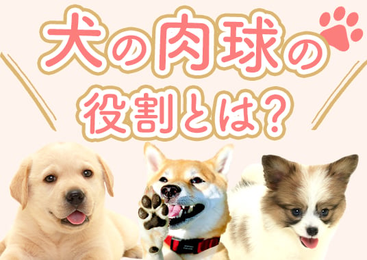 犬の肉球の役割とは？