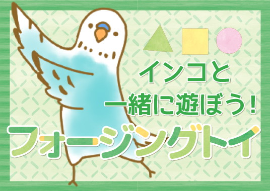 インコと一緒に遊ぼう！フォージングトイ