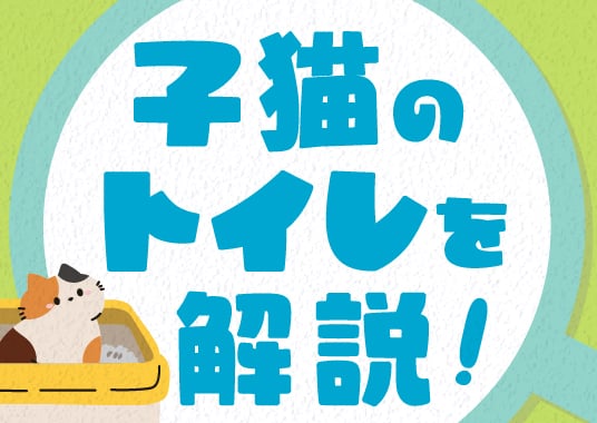 子猫のトイレを解説！