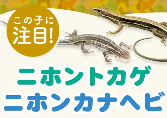 この子に注目！ニホントカゲ・ニホンカナヘビ