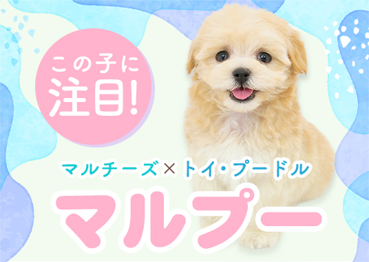 この子に注目！マルプー