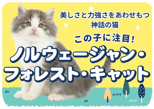 この子に注目！ノルウェージャン・フォレスト・キャット