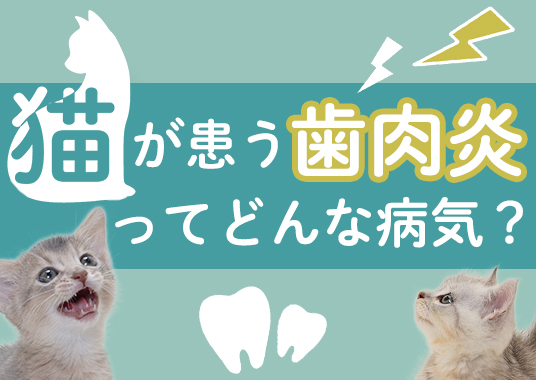 猫が患う歯肉炎ってどんな病気？
