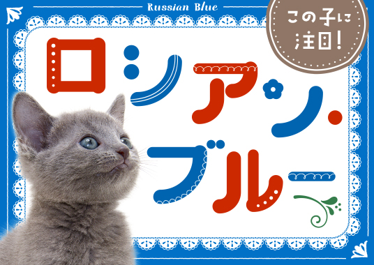 この子に注目！ロシアン・ブルー