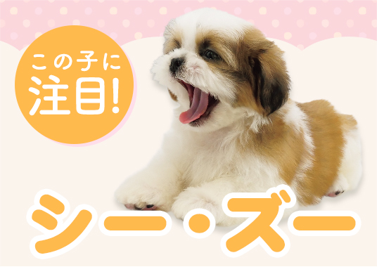 この子に注目！シー・ズー