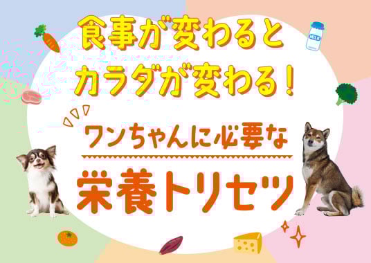 食事が変わるとカラダが変わる！ワンちゃんに必要な栄養トリセツ