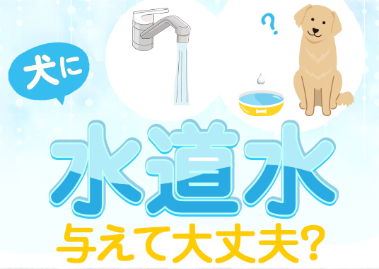 犬に水道水を与えて大丈夫？