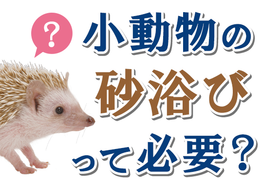 小動物の砂浴びって必要？