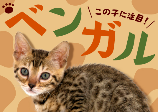 この子に注目！ベンガル