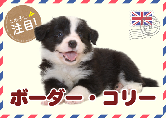 この子に注目！ボーダー・コリー