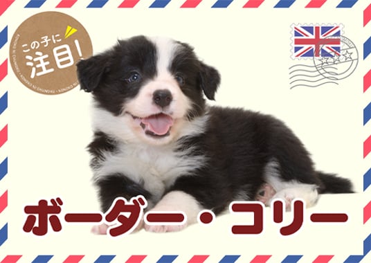 この子に注目！ボーダー・コリー
