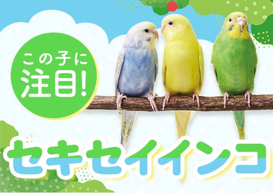 この子に注目！セキセイインコ