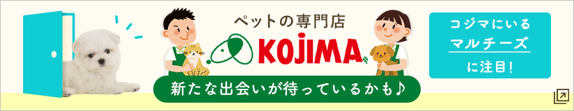 ペットの専門店コジマ コジマにいるマルチーズに注目！