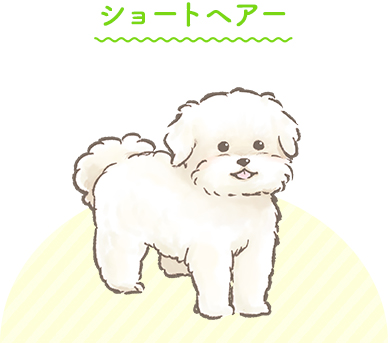 ショートヘアー