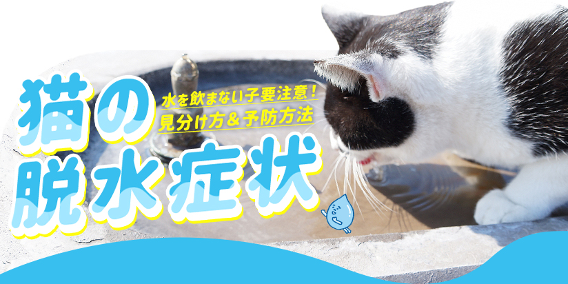 猫の脱水症状
