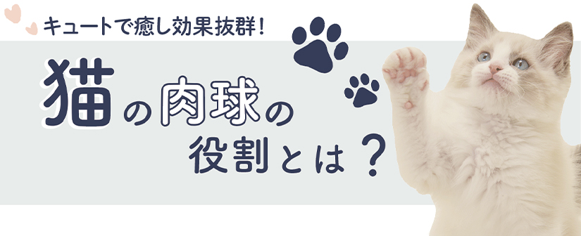 猫の肉球の役割とは？