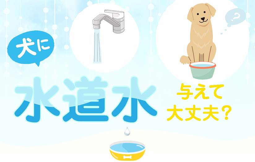 犬に水道水を与えて大丈夫？