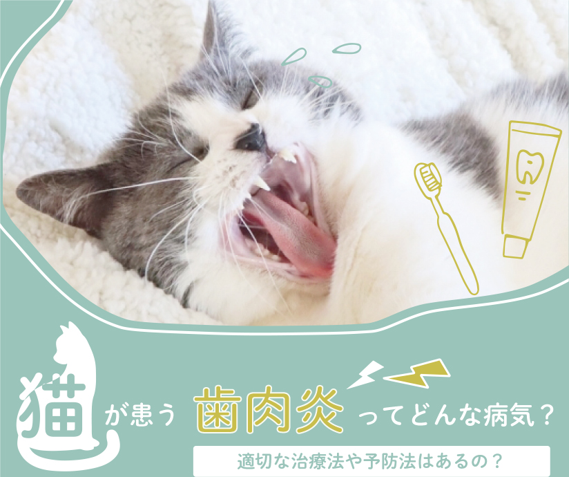 猫が患う歯肉炎ってどんな病気？