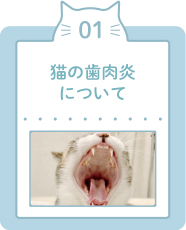 猫の歯肉炎について