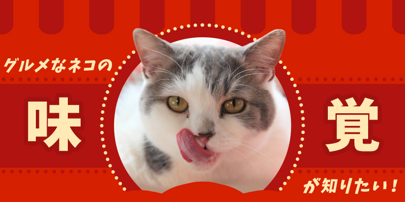 グルメなネコの味覚が知りたい！