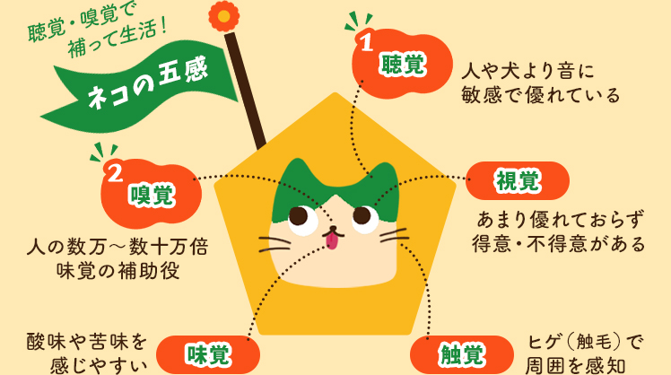 ネコの五感