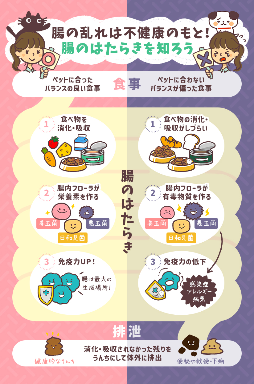 腸の乱れは不健康のもと！腸のはたらきを知ろう