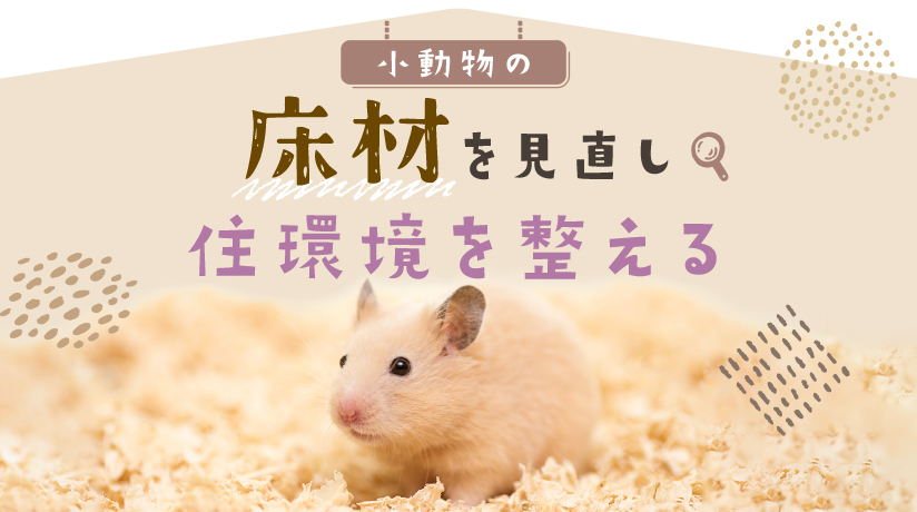 小動物の床材を見直し、住環境を整える