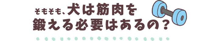 そもそも、犬は筋肉を鍛える必要はあるの？