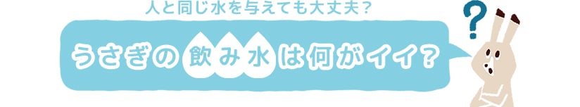 人と同じ水を与えても大丈夫？ うさぎの飲み水は何がイイ？