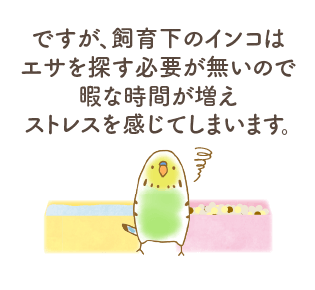 ですが、飼育下のインコはエサを探す必要が無いので暇な時間が増えストレスを感じてしまいます。