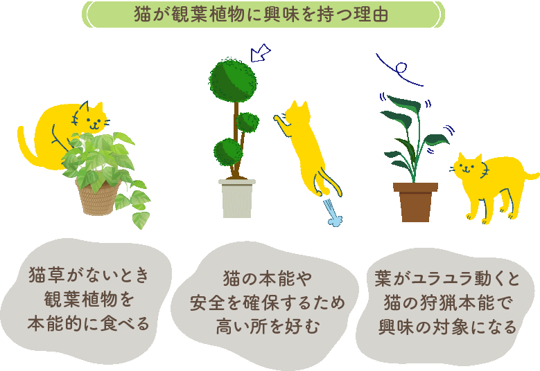猫が観葉植物に興味を持つ理由