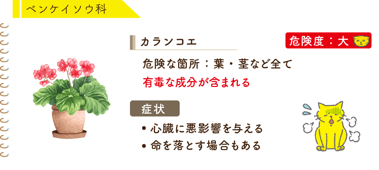 ベンケイソウ科