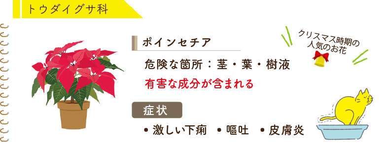 トウダイグサ科