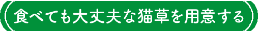 食べても大丈夫な猫草を用意する