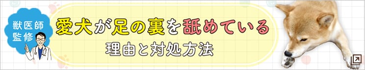 愛犬が足の裏を舐めている理由と対処方法