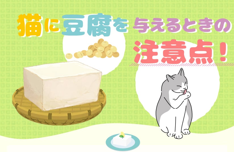 猫に豆腐を与えるときの注意点！