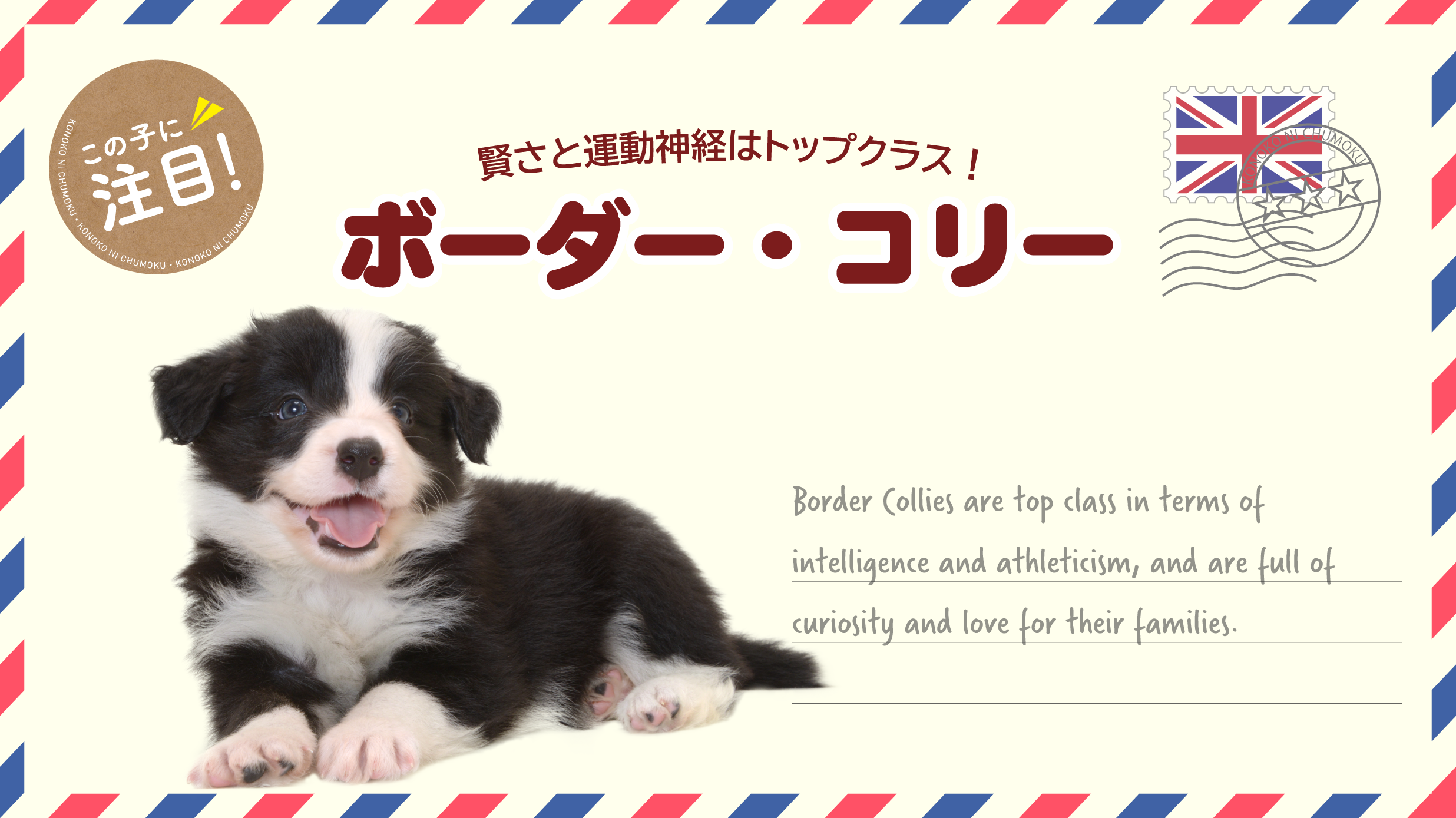 ボーダーコリー