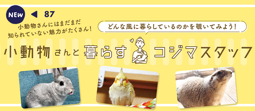 どんな風に暮らしているのかを覗いてみよう！ 小動物さんと暮らすコジマスタッフ