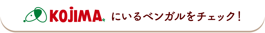 コジマにいるベンガルをチェック！