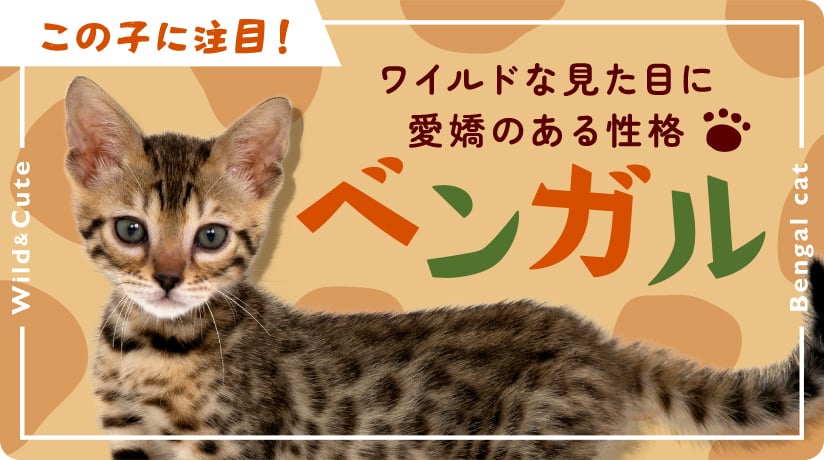 この子に注目！ベンガル